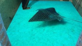 Le choix du sol autonivelant