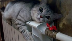 rasstoyanie-ot-podokonnika-do-kota