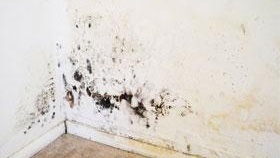 Comment se débarrasser des champignons et des moisissures sur les murs de l'appartement photo