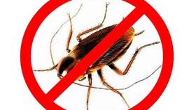 Comment se débarrasser des cafards dans l'appartement photo cafard