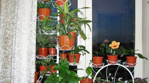 Support de fleur sur la fenêtre