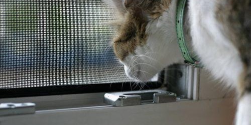 Porte moustiquaire modèle "antikoshka"