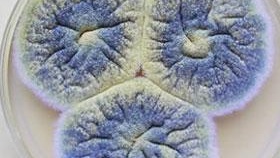 photo de moisissure fongique